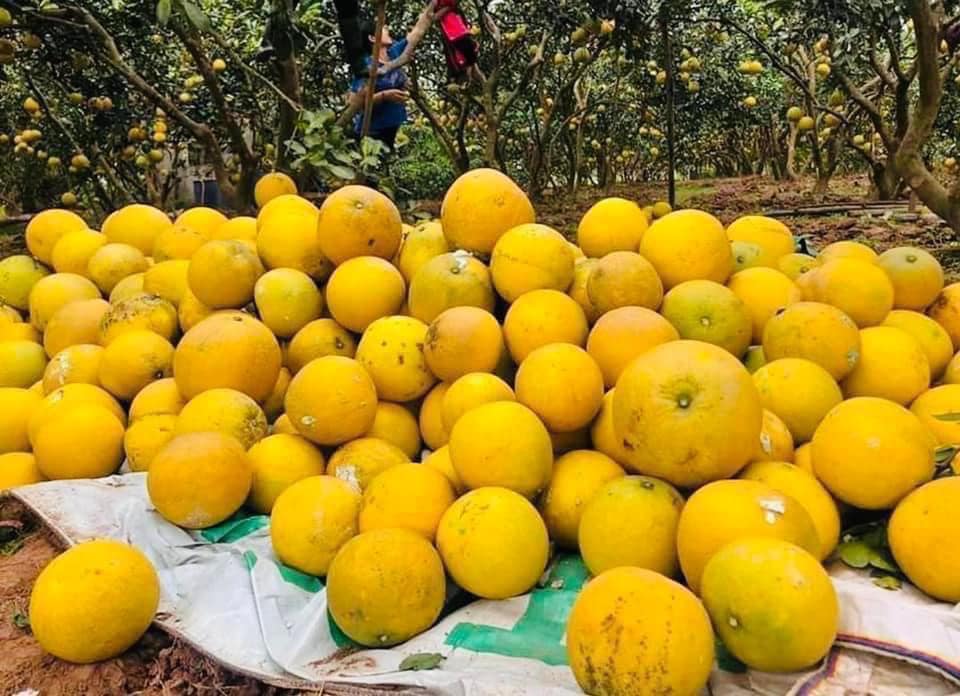 BƯỞI DIỄN ( 10 QUẢ ) - Hình ảnh 3