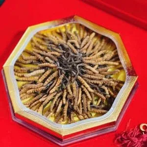 ĐÔNG TRÙNG BHUTAN SIZE 24-25 CON / 10GR