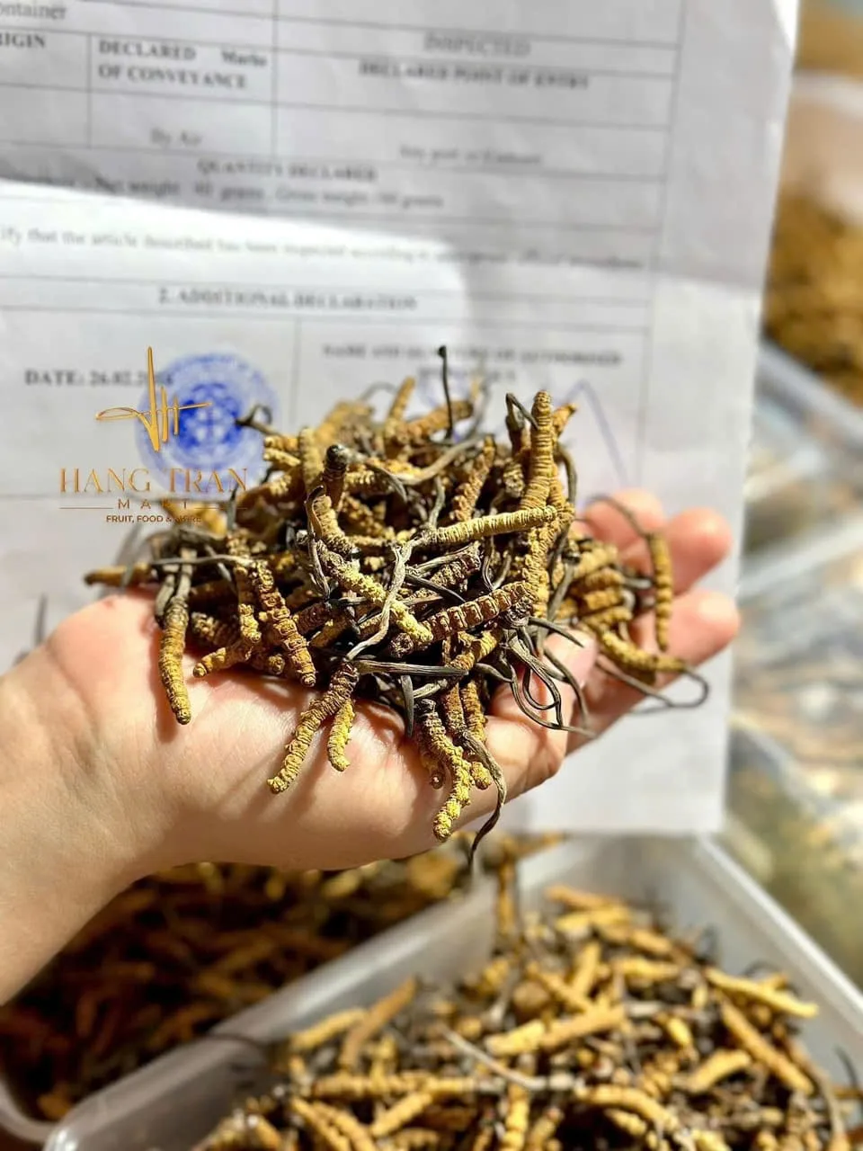 ĐÔNG TRÙNG BHUTAN SIZE 70-90 CON / 10GR - Hình ảnh 2
