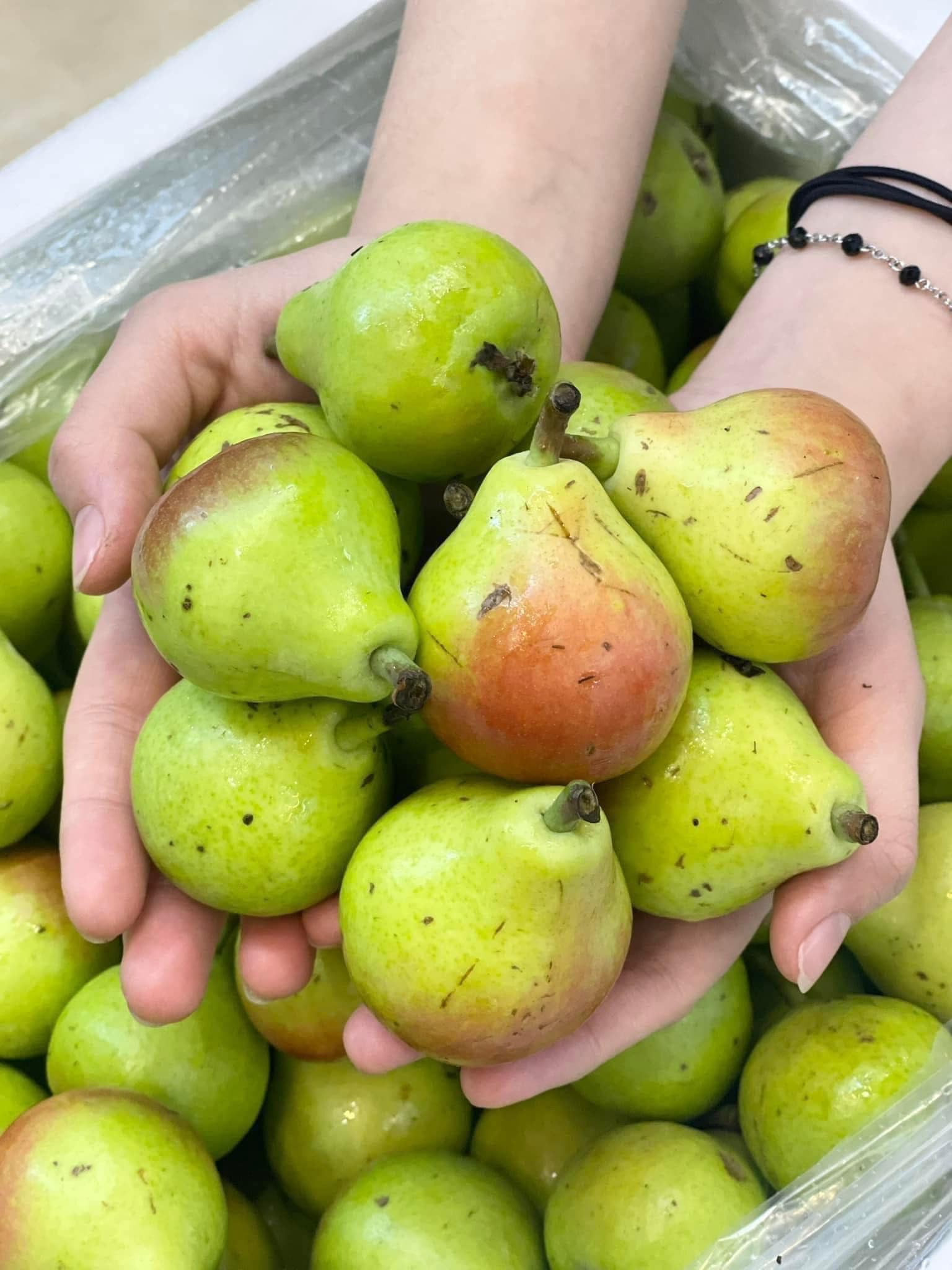 Lê Thiên Đường To Vip - Hình ảnh 2