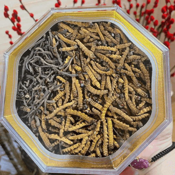 ĐÔNG TRÙNG GÃY NGUYÊN CON HỘP 10GR