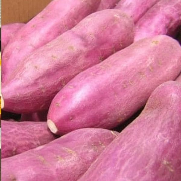 Khoai Lang Nhật Ruột Vàng - Hình ảnh 4