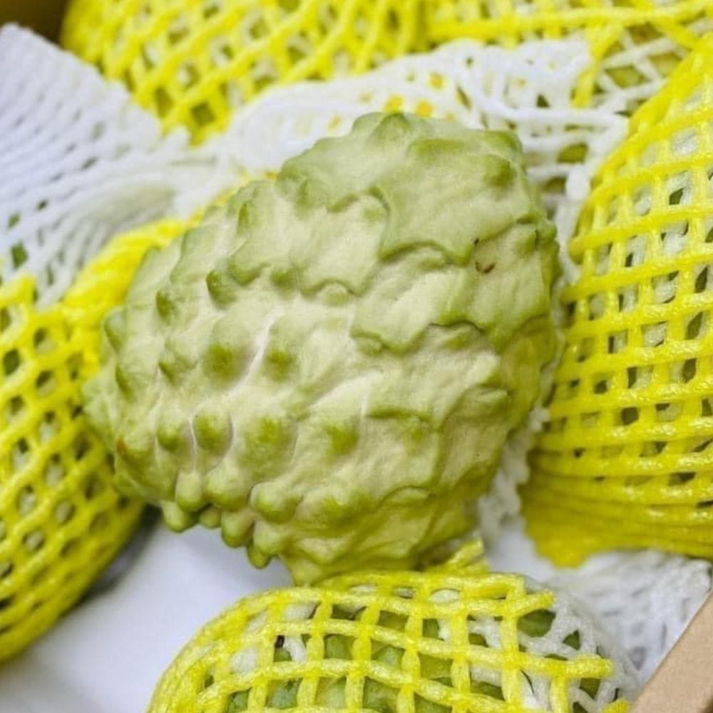 NA DAI ĐÀI LOAN - Hình ảnh 3