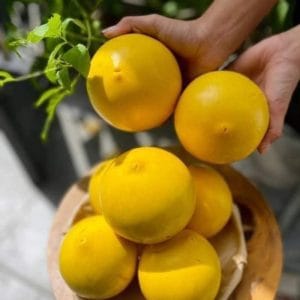 VÚ SỮA HOÀNG KIM ĐÀI LOAN