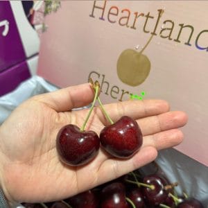 CHERRY HEARTLAND 32-34