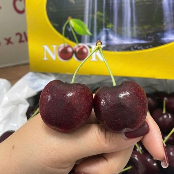 CHERRY ĐẢO TASMANIA SIZE 32-34 - Hình ảnh 4