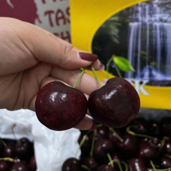 CHERRY ĐẢO TASMANIA SIZE 32-34 - Hình ảnh 2