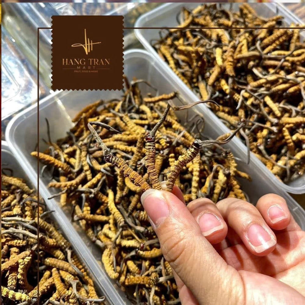 ĐÔNG TRÙNG BHUTAN SIZE A+ ( 30-33) CON / 10GR - Hình ảnh 3