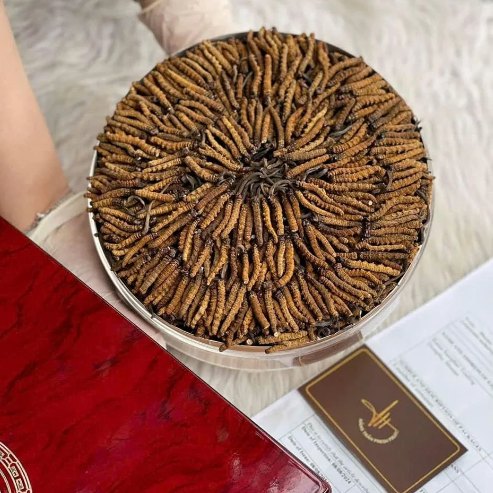 ĐÔNG TRÙNG BHUTAN SIZE 80-90 CON / 10GR
