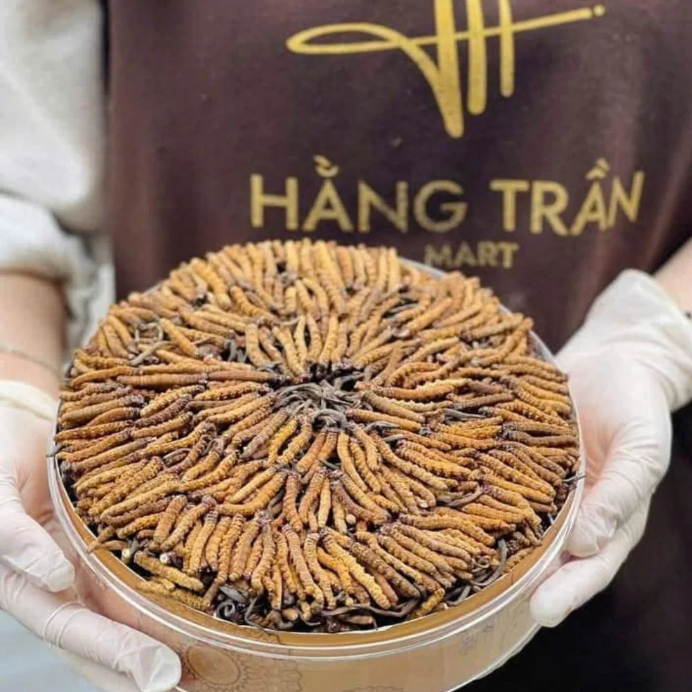 ĐÔNG TRÙNG BHUTAN SIZE 80-90 CON / 10GR - Hình ảnh 5