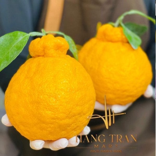 Quýt Chum Nhật Vip - Hình ảnh 2