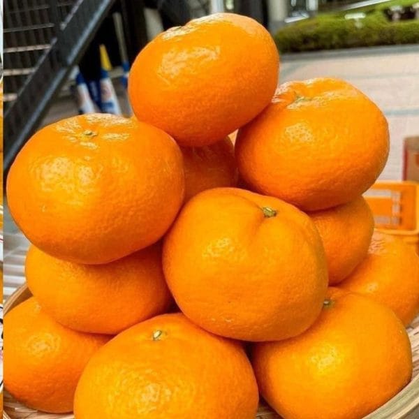Quýt Tấm Nhật Bản Hộp Vip 250gr - Hình ảnh 3