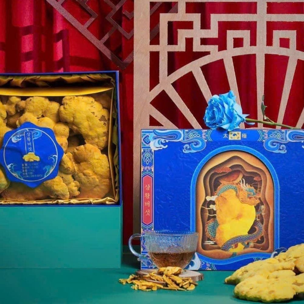 NẤM THƯỢNG HOÀNG CỔ - Hình ảnh 3