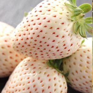 DÂU TUYẾT HÀN QUỐC ( VỈ 250GR )