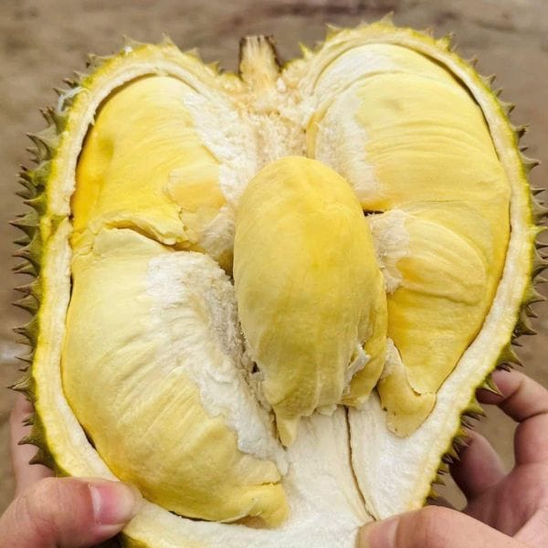 SẦU THÁI MONTHONG SIÊU SẠCH NGUYÊN QUẢ (KG) - Hình ảnh 3