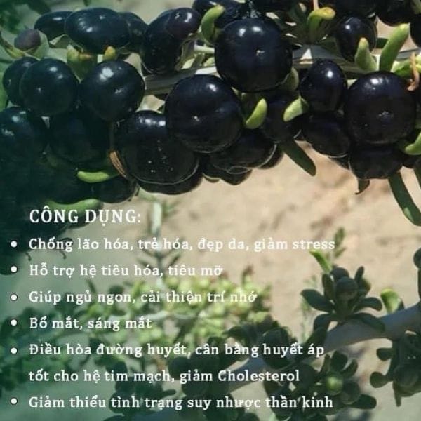 HẮC KỶ TỬ TÂY TẠNG ( 50GR) - Hình ảnh 2