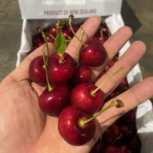 CHERRY NEW ZEALAND PREMIUM SIZE 30-32