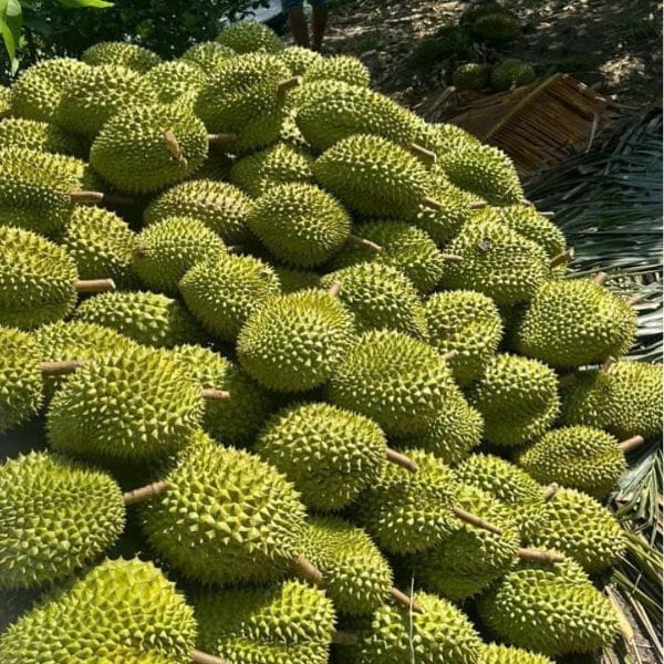 SẦU RIÊNG RI6 HỮU CƠ SẠCH NGUYÊN QUẢ (KG) - Hình ảnh 2