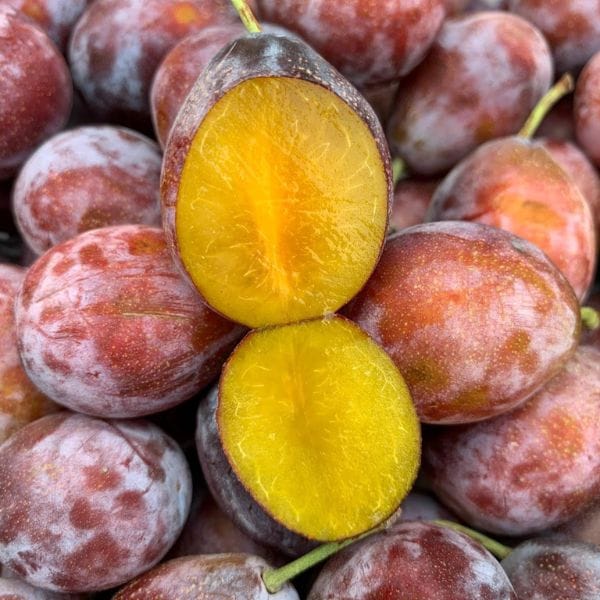 GIỎ HOA QUẢ BIẾU TẶNG 56 - Hình ảnh 6