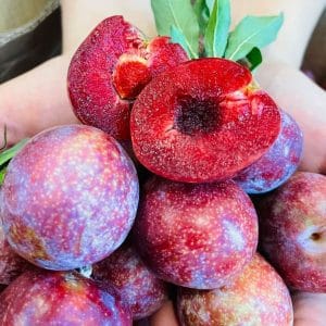 Mận Hậu Đỏ Kim Trung Sơn La ( Tặng Muối )