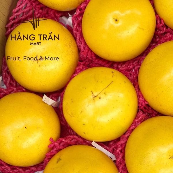 VÚ SỮA HOÀNG KỊM