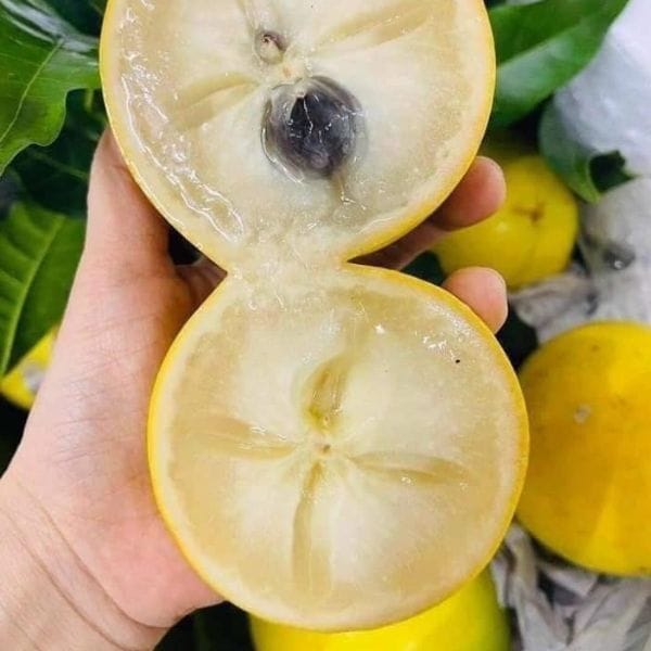 VÚ SỮA HOÀNG KỊM - Hình ảnh 5