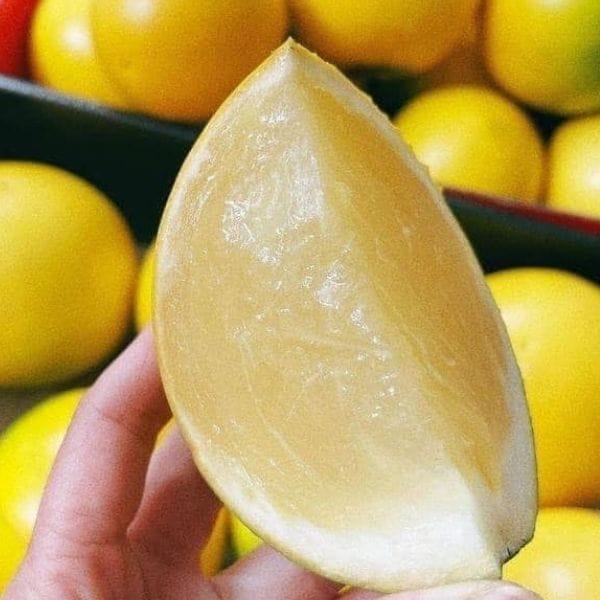 VÚ SỮA HOÀNG KỊM - Hình ảnh 6