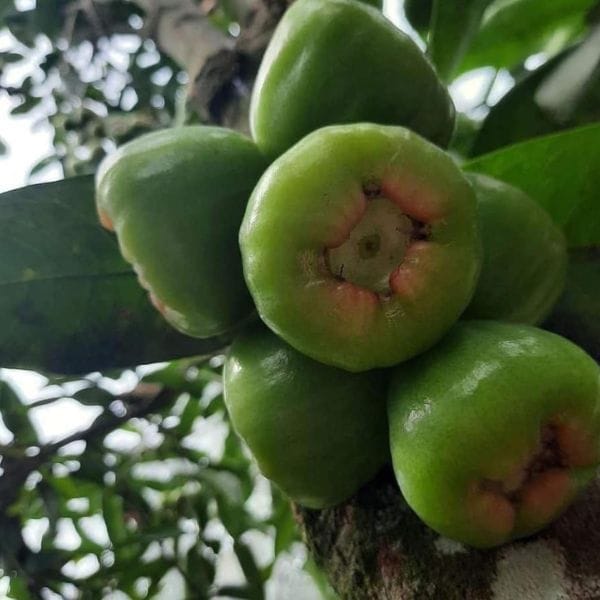 ROI XANH ĐƯỜNG SÓC TRĂNG - Hình ảnh 2