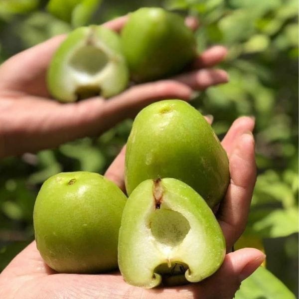 ROI XANH ĐƯỜNG SÓC TRĂNG - Hình ảnh 4