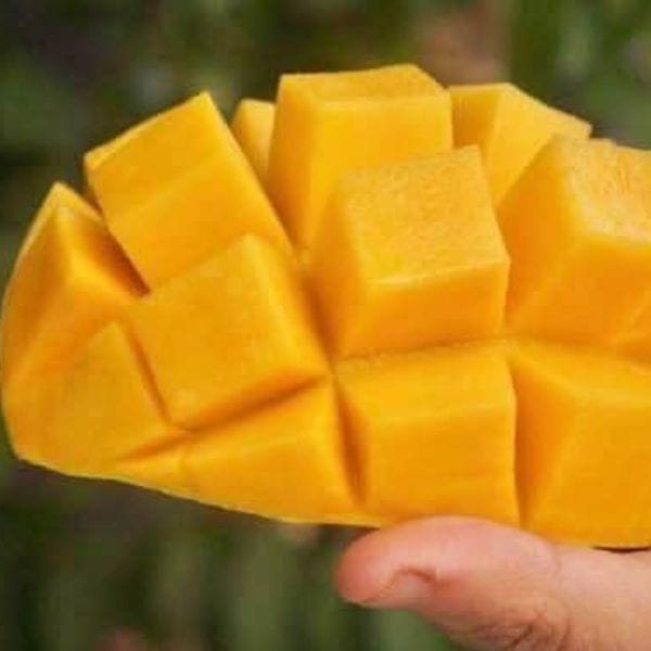 XOÀI CÁT HÒA LỘC HỮU CƠ - Hình ảnh 6