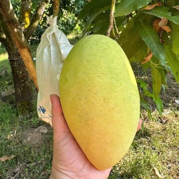 XOÀI CÁT HÒA LỘC HỮU CƠ - Hình ảnh 4