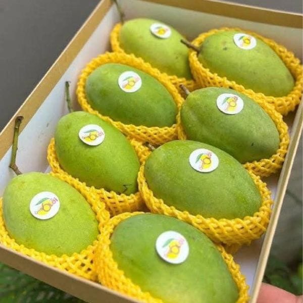 XOÀI CÁT HÒA LỘC HỮU CƠ