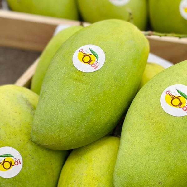 XOÀI CÁT HÒA LỘC HỮU CƠ - Hình ảnh 3