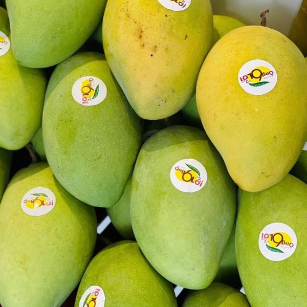 XOÀI CÁT HÒA LỘC HỮU CƠ - Hình ảnh 2