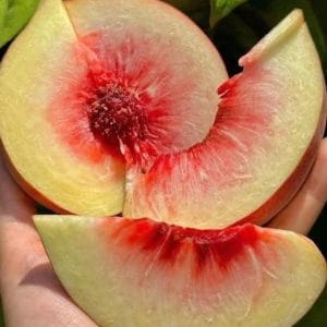 Đào Tuyết Lệ Giang