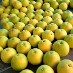 Bưởi Phúc Trạch ( Quả)